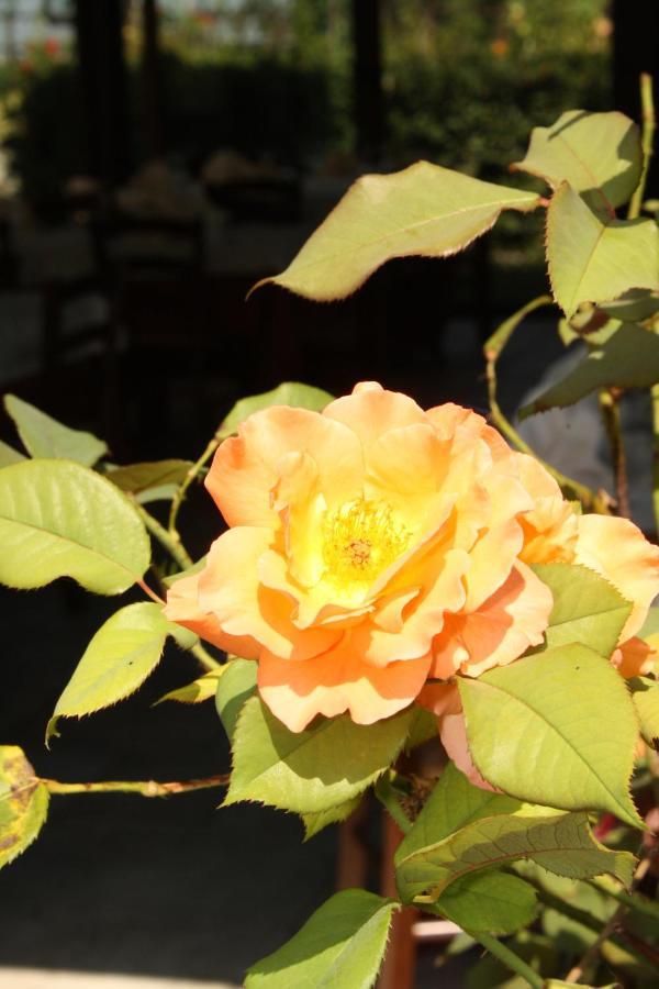 Locanda Del Barone การามานิโก แตร์เม ภายนอก รูปภาพ